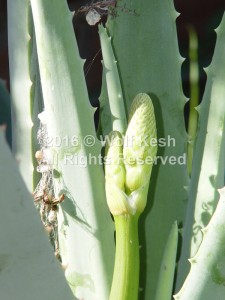 Aloe Bud Nature Art Photo By Wolf Kesh     