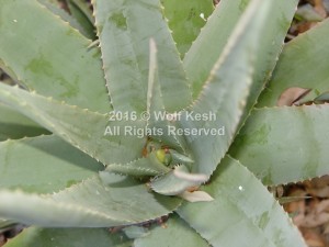 Aloe Cactus Nature Art Photo By Wolf Kesh     