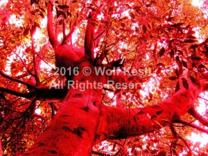 Autumn Fire Digital Art by Wolf Kesh       