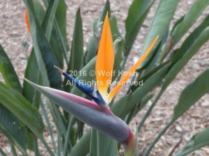 Bird Of Paradise Nature Art Photo By Wolf Kesh     