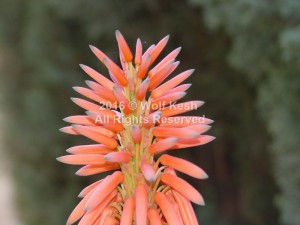 Cactus Flower Nature Art Photo By Wolf Kesh     