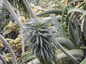 Cactus Jungle Nature Art Photo By Wolf Kesh     