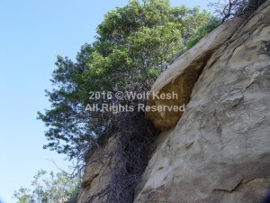From A Rock Nature Art Photo By Wolf Kesh     