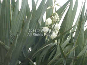 Lily Of The Valley Nature Art Photo By Wolf Kesh     
