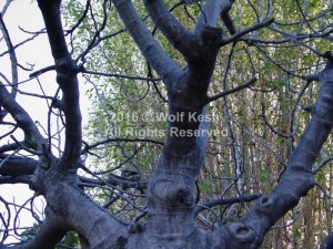 Magical Old Tree Nature Art Photo By Wolf Kesh     