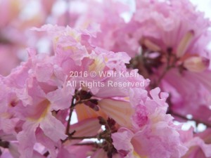 Pink Flower Cloud Nature Art Photo By Wolf Kesh     