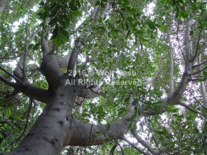 Sky Lifter Tree Nature Art Photo By Wolf Kesh     