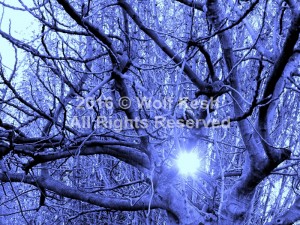 Winter Dream Digital Art by Wolf Kesh       